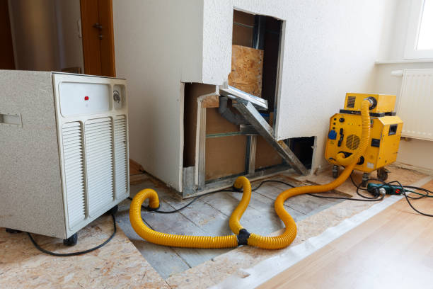 Mold Odor Removal Services in Floresville, TX